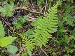 Matteuccia struthiopteris