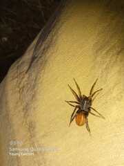 Castianeira