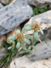 Leontopodium ochroleucum