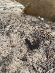 Saurodactylus brosseti