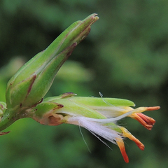 Lactuca canadensis