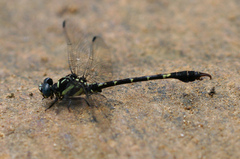 Paragomphus henryi