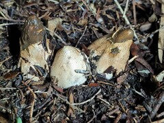 Mutinus cartilagineus