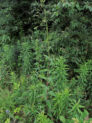 Lactuca canadensis