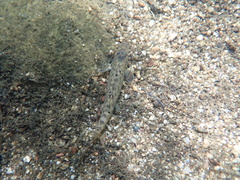 Barbatula barbatula