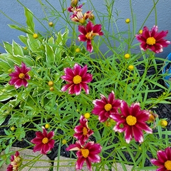 Coreopsis rosea