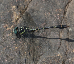 Paragomphus henryi
