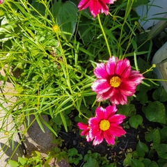 Coreopsis rosea