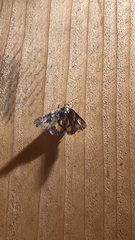 Catocala micronympha