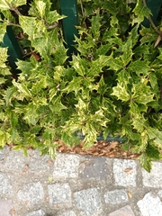 Osmanthus heterophyllus