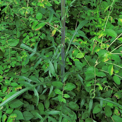 Lactuca canadensis