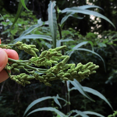 Lactuca canadensis