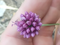 Allium ebusitanum image