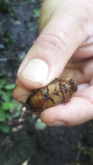 Dytiscus cordieri
