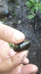 Dytiscus cordieri
