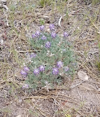 Lupinus lepidus sellulus