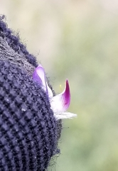 Lupinus lepidus sellulus