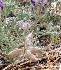 Lupinus lepidus sellulus