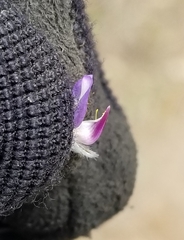 Lupinus lepidus sellulus