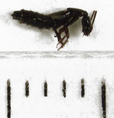 Phacophallus parumpunctatus