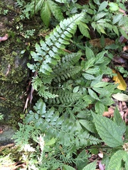 Asplenium cuneatiforme
