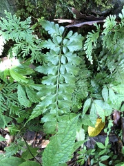 Asplenium cuneatiforme