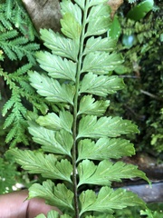 Asplenium cuneatiforme