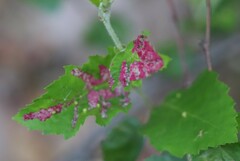 Acalitus longisetosus