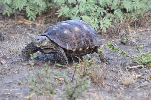 Gopherus berlandieri