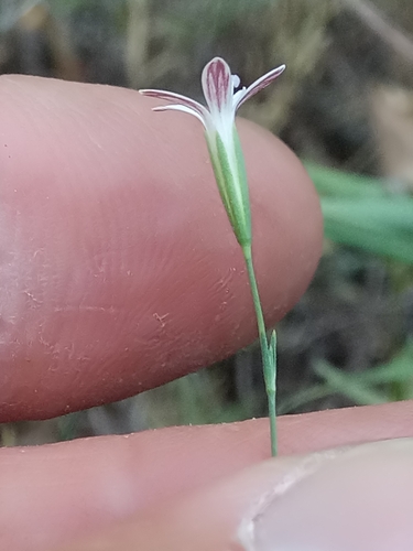Dianthus illyricus, photograph 3