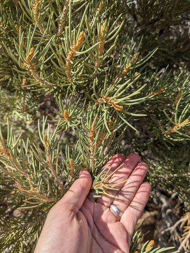 Singleleaf pinyon (Pinus monophylla)