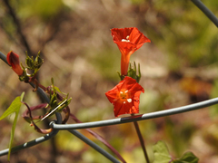 Ipomoea rubriflora
