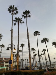Washingtonia robusta