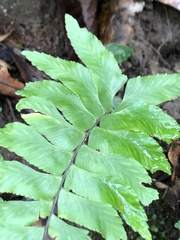 Hymenasplenium excisum