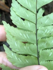 Hymenasplenium excisum