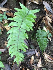 Hymenasplenium excisum