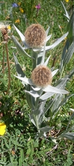 Centaurea uniflora