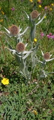 Centaurea uniflora