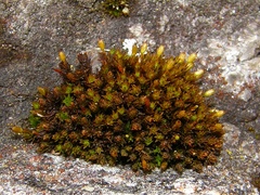 Orthotrichum anomalum