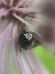 Hylaeus confusus