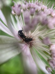 Hylaeus confusus