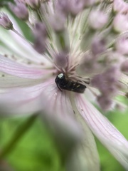 Hylaeus confusus