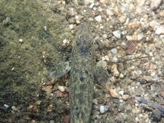 Barbatula barbatula