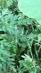 Platycnemis pennipes