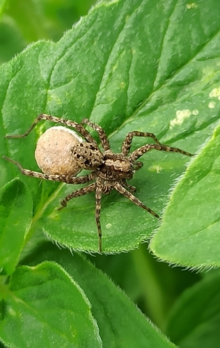 Shore Spider