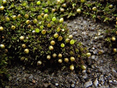 Orthotrichum pusillum