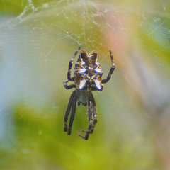 Cyrtophora citricola