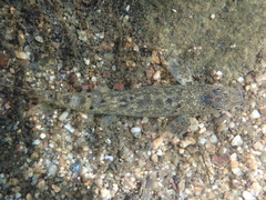 Barbatula barbatula