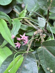 Vincetoxicum oshimae