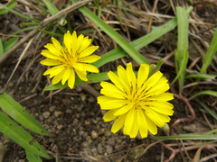Ixeris chinensis